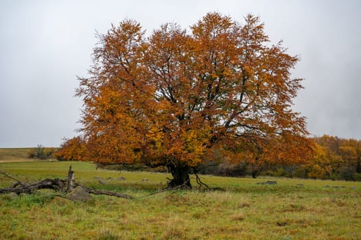 Big tree in a meadow in autumn with orange colors in Hohen Rhoen, Germany