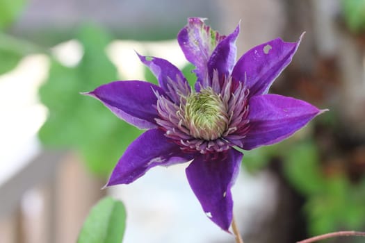 Clematis  is a genus of about 300 species within the buttercup family, Ranunculaceae