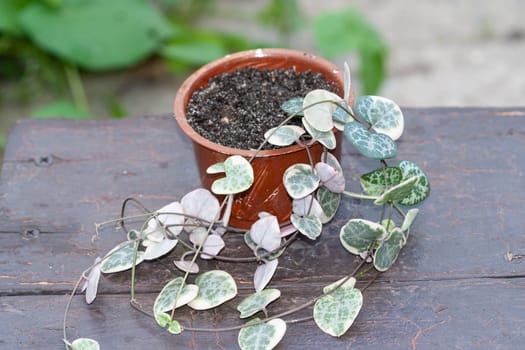 String of hearts, Ceropegia Woodii variegata vine in a pot