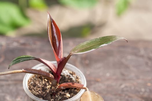 Philodendron Pink Princess Pinky variegation house plant collection