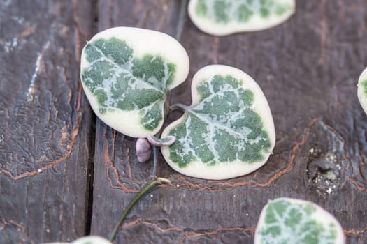 String of hearts, Ceropegia Woodii variegata vine leaves