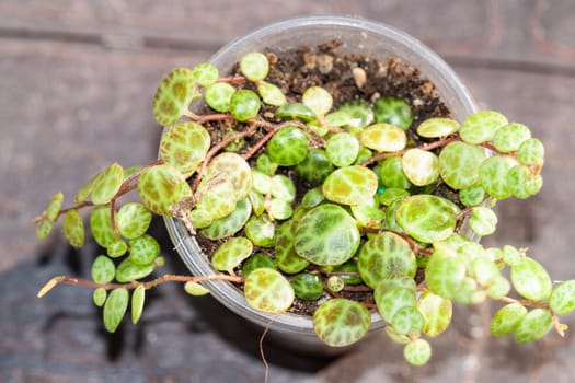 String of turtles Peperomia Prostrata trailing succulent house plant indoor collection