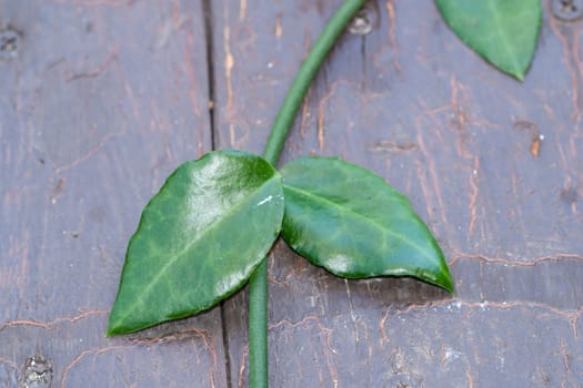 Ceropegia green leaves vine on a painted wood background