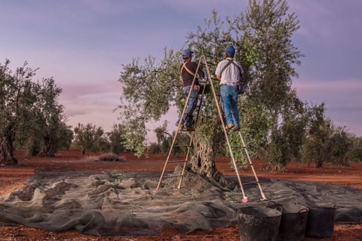 Laborers on the stepladder collecting olives at dawn. Table olives harvest season scene