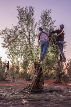Laborers on the stepladder collecting olives at dawn. Table olives harvest season scene