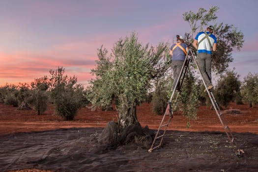 Couple on the stepladder collecting olives at dawn. Table olives harvest season scene