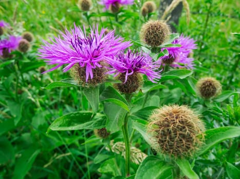 Close-up view of a small group of knapweeds (lat: Centaurea phrygia subsp. pseudophrygia) in a meadow in Bavaria Germany.