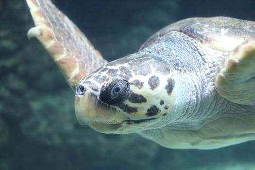 The loggerhead sea turtle (Caretta caretta), or loggerhead, is an oceanic turtle distributed throughout the world. It is a marine reptile, belonging to the family Cheloniidae.
