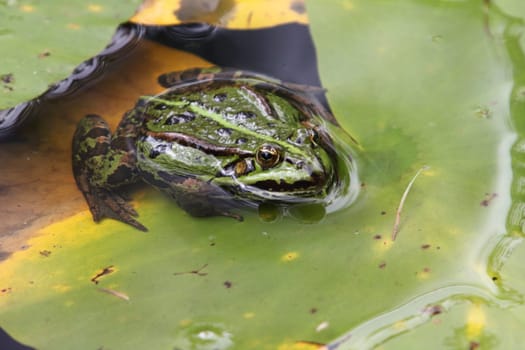 Pelophylax is a genus of true frogs widespread in Eurasia, with a few species ranging into northern Africa