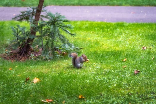 Grey Squirrel, Latin name Sciurus Carolinensis, eating a peanut in the park, Botanic Garden, Dublin, Ireland