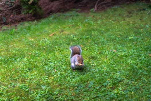 Grey Squirrel, Latin name Sciurus Carolinensis, holding and eating a peanut in the park, Botanic Garden, Dublin, Ireland