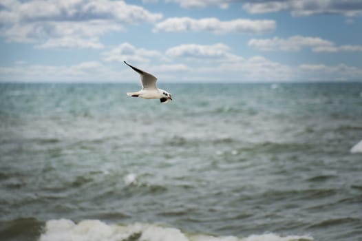Seagull flies over the Baltic Sea on the coast in front of the beach. Animal photo of a bird.