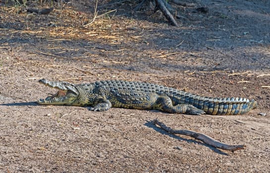 Nile Crocodile Cooling Off On the River Bank of teh Chobe River in Botswana