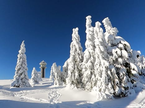 Snow-covered and frozen fir trees with Feldberg tower   Feldberg - Opening of the winter sports season 2023-24  In picture-perfect weather with blue skies,pure sunshine and over half a metre of snow,the ski season was opened on the 1,493-metre-high Feldberg (Breisgau-Hochschwarzwald district). Several hundred winter sports enthusiasts frolicked in the snow on skis and snowboards. Others took the opportunity for a first winter walk or a toboggan ride in a dreamlike snow-covered winter landscape on the Höchsten. But in the next few days the weather is expected to become more unstable again