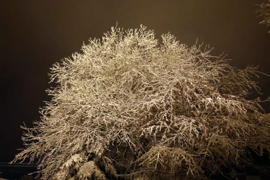 deep snow-covered shrub in the evening light