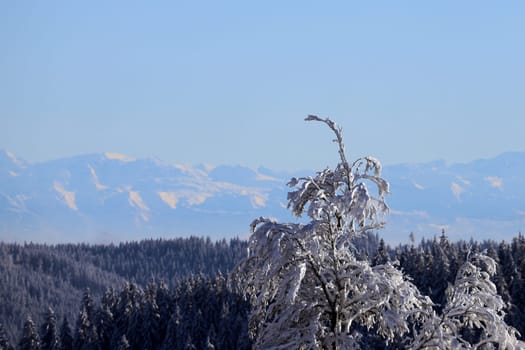 Distant views as far as the eye can see,from the Feldberg to the Swiss Alps  Feldberg - Opening of the winter sports season 2023-24  In picture-perfect weather with blue skies,pure sunshine and over half a metre of snow,the ski season was opened on the 1,493-metre-high Feldberg (Breisgau-Hochschwarzwald district). Several hundred winter sports enthusiasts frolicked in the snow on skis and snowboards. Others took the opportunity for a first winter walk or a toboggan ride in a dreamlike snow-covered winter landscape on the Höchsten. But in the next few days the weather is expected to become more unstable again