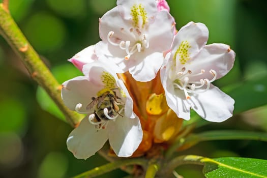 Bumblebee Pollinating a Rhododendron Flower in the Blue Ridge Parkway in North Carolina