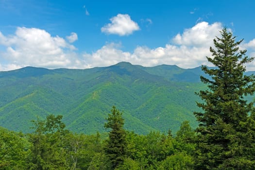 Panoramic and Verdant View of Mount Mitchell on the Blue Ridge Parkway in North Carolina