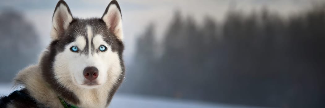 Siberian husky outdoor portrait with winter background. AI generated