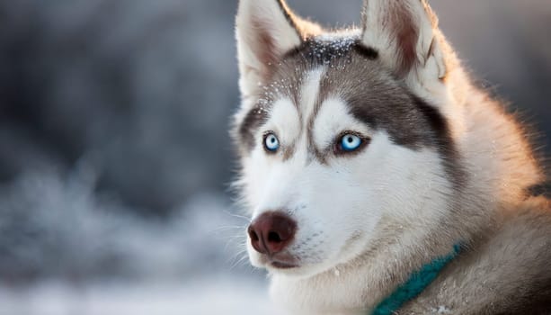 Siberian husky outdoor portrait with winter background. AI generated