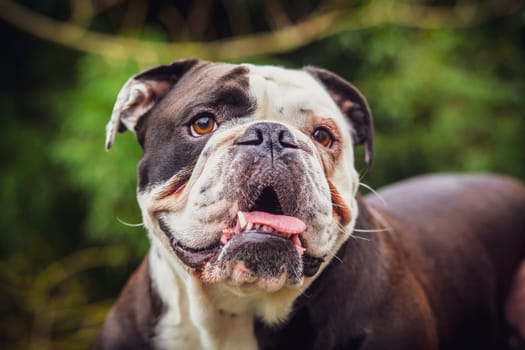 An adorable Olde English Bulldogge showing off his tongue. Photography taken in France