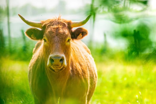 Portrait of red Salers or Limousine cow standing. Photography taken in France