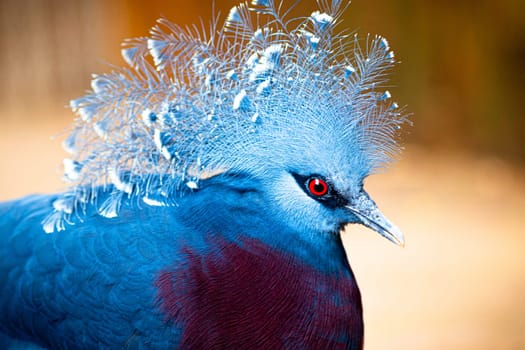 Victoria crowned-pigeon head closeup (Goura victoria), beautiful crowned pidgeon from Papua New Guinea forests and woodlands. Photography taken in France