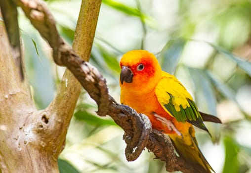 Closeup of sun parakeet or sun conure Aratinga solstitialis, bird. Photography taken in France