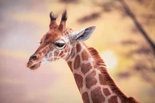 Baby giraffe against the backdrop of sunset. Photography taken in France