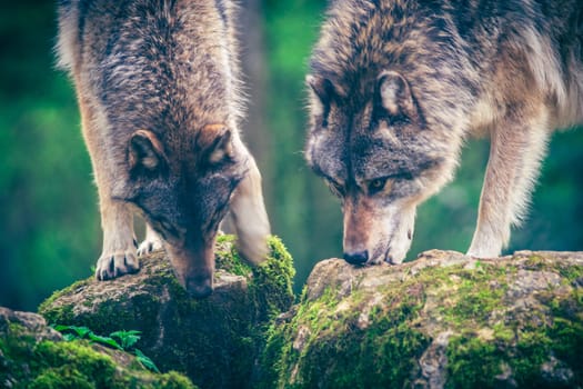 Two grey wolf (Canis Lupus) also known as Timber wolf watching a prey in the forest. Photography taken in France