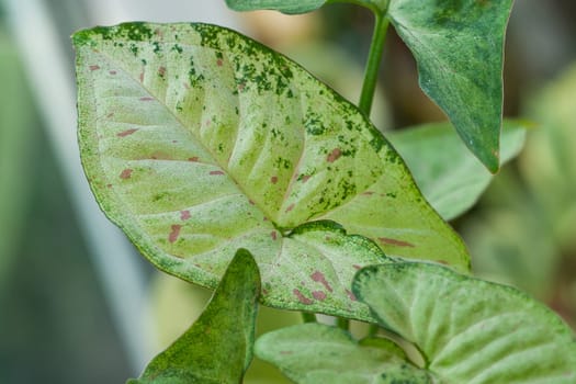 Syngonium Confetti tricolor one leaf House plant collection. Rare collectible plant collection