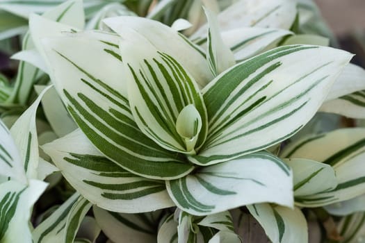 White Tradescantia Stripe albiflora variegata House plant collaction