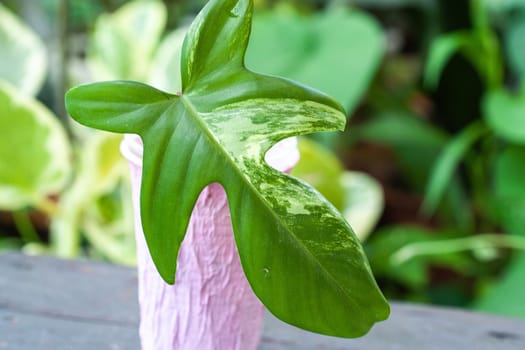 Philodendron Florida Beauty or Magic Mask one leaf cutting propagation. Rare house plant collection