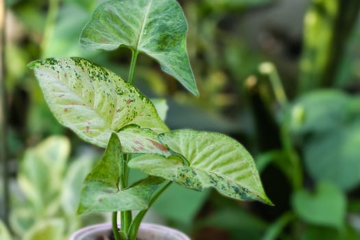 Syngonium Confetti tricolor House plant collection. Rare collectible plant collection