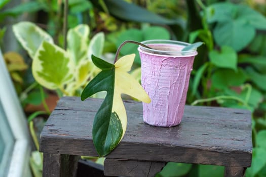 Philodendron Florida Beauty or Magic Mask one leaf cutting with new growth propagation. Rare house plant collection