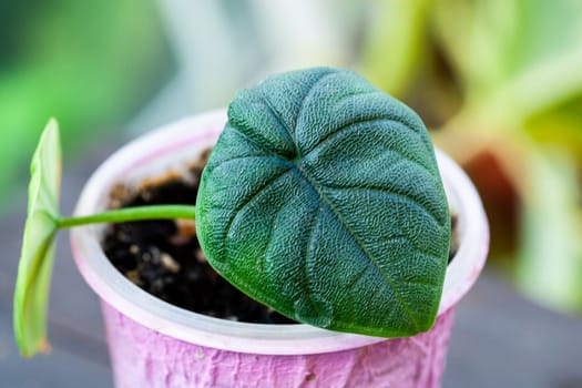 Alocasia melo or Alocasia Rugosa baby plant propagated in moss