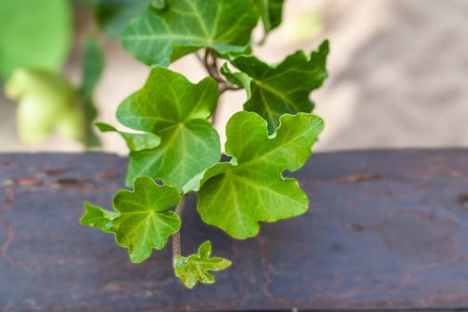 A branch of Hedera helix cristata ivy plant. House plant collection