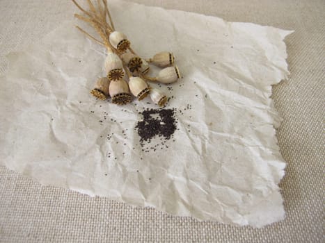 Seeds from common poppy and seed capsules