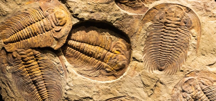 Fossil of Trilobite - Acadoparadoxides briareus - ancient fossilized arthropod on rock - paleontology background