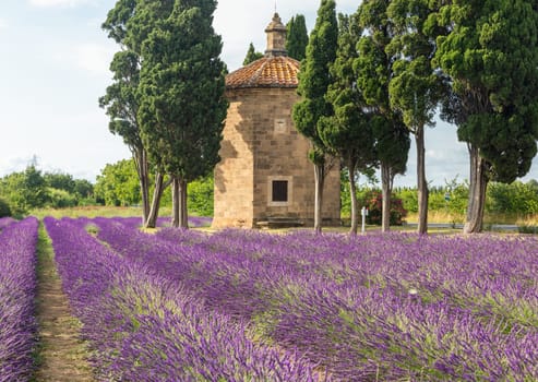 Lavender lines in Italy. Tuscany coutryside scenery landscape at sunset with sky and clouds