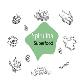 Background with spirulina, algae. Superfood. Vector hand drawn illustration outline. Can used for cosmetic, superfood background.
