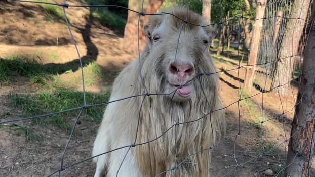 in summer, goats feed through the fence at the zoo