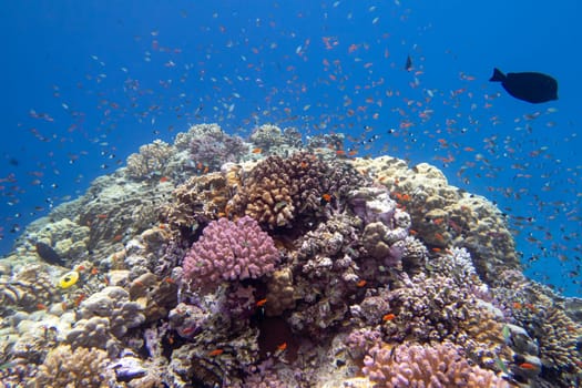 Colorful, picturesque coral reef at the bottom of tropical sea, hard corals and fishes Anthias, underwater landscape