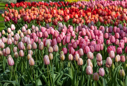 red and pink tulips blooming in a garden