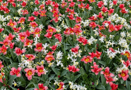 white daffodils and red tulips blooming in a garden