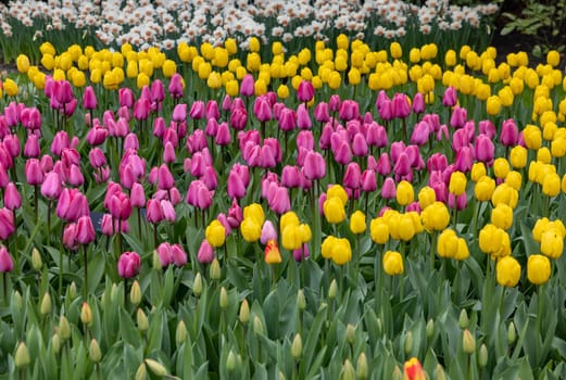 pink and yellow tulips blooming in a garden