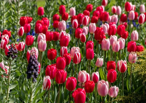 pink and red tulips blooming in a garden
