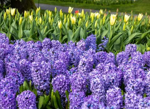 tulips and blue hyacinths blooming in a garden