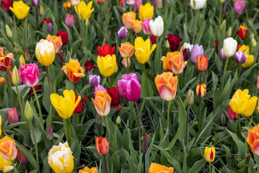 A melange of colorful tulips blooming in a garden