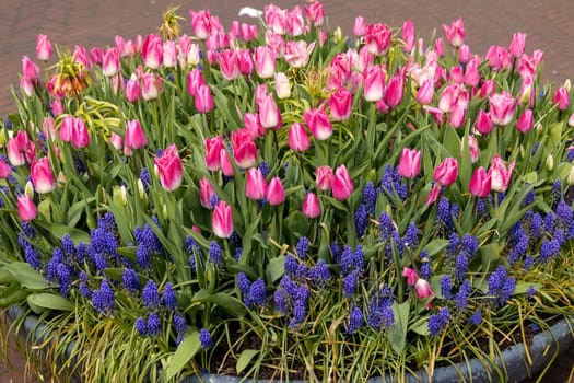 tulips and blue muscari blooming in a garden